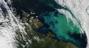 Wiosną i latem na Morzu Barentsa, na północ od Norwegii i Rosji, często widoczne są niebieskie i zielone zakwity fitoplanktonu. Spektroradiometr MODIS (Moderate Resolution Imaging Spectroradiometer) na pokładzie satelity Aqua NASA uchwycił ten kolorowy obraz 15 lipca 2021 roku | Image credit: NASA Earth Observatory