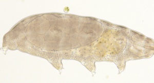 Paramacrobiotus experimentalis | fot. Izabela Poprawa