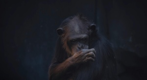 szympans zasłaniający usta