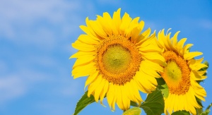 piękny jaskrawy żółty słonecznik na tle niebieskiego nieba