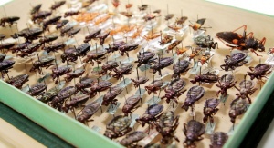 Część kolekcji Hemiptera w Katedrze Zoologii UŚ stanowią okazy na szpilkach entomologicznych. Fot. Małgorzata Kłoskowicz