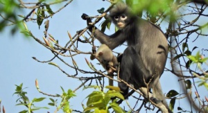 Dorosła samica i młode langura z Puppa (Trachypithecus popa). Photo: Thaung Win. Źródło: https://www.dpz.eu/