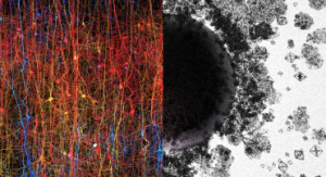 Topologia w neuronaukach. Obraz usiłuje przedstawić nieprzedstawialne. Po lewej - cyfrowe odwzorowanie kory nowej. Po prawej - struktury o różnych kształtach i wymiarach, oznaczające wymiary od 1D do 7D. Credit: Blue Brain Project.