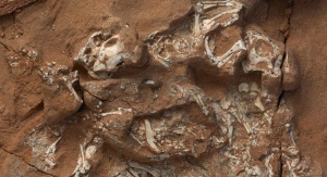 Bardzo dobrze zachowane szczątki protoceratopsa. M. Ellison/©AMNH. Źródło: https://www.amnh.org/about/press-center/first-dinosaurs-laid-soft-shelled-eggs