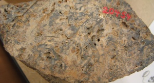 Próbka skały z Rhynie Chert z kolekcji Uniwersytetu Harvarda