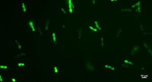 Zdjęcie żywych i aktywnych komórek