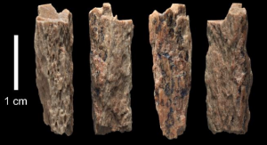 Fragmenty kości długiej 13-letniej dziewczyny sprzed 50 tysięcy lat. Foto: Max Planck Institute