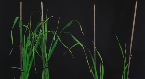 Różnice w fenotypie między jęczmieniem typu dzikiego Sebastian a mutantem hvd53a.f, który ma mutację w genie kodującym represor strigolaktonów | fot. Marek Marzec Różnice w fenotypie między jęczmieniem typu dzikiego Sebastian a mutantem hvd53a.f, który ma mutację w genie kodującym represor strigolaktonów | fot. Marek Marzec