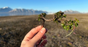 Salix polaris (wierzba polarna) / Spitsbergen | fot. Magdalena Opała-Owczarek