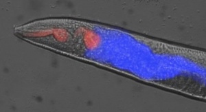 Niebieska fluorescencja powstająca w ciele umierającego nicienia Caenorhabditis elegans. Fot. David Gems (University College London)