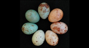 siedem jaj różnych kolorów i różnie nakrapianych, ułożone w kręgu, na czarnym tle