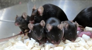 Grupa czarnych myszy - kolejne pokolenie kosmicznych myszy, urodzonych w październiku 2020; źródło - University of Yamanashi/Phys.org