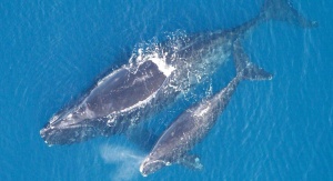 Waleń biskajski. Foto: NOAA