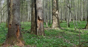 Zamierające świerki w grądach Białowieskiego Parku Narodowego. Fot. Anna Orczewska
