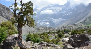 Drzewa w Górach Zerawszańskich (Tadżykistan). Fot. Magdalena Opała-Owczarek