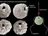 Obraz z mikroskopu skaningowego przedstawiający nanostruktury kopalne. Na obrazie widać wapienny pancerz i otwory, w których znajdowały się wici. Credit: Paul Brown/University College London