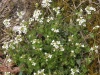 Rzodkiewnik Hallera (Arabidopsis halleri) | fot. Hermann Schachner, domena publiczna