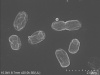 Bakteria endofityczna Pantoea sp. 2CJKA wytwarzająca pęcherzyki zewnątrzbłonowe (OMV, ang. outer membrane vesicles). Zdjęcie wykonane z wykorzystaniem skaningowego mikroskopu elektronowego (SEM) | fot. Izabela Potocka