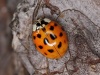 Biedronka azjatycka | fot. spacebirdy / CC-BY-SA-3.0. Link to the original image please: //commons.wikimedia.org/wiki/File:Harmonia_axyridis_-_botanischer_Garten_Sch%C3%B6nbrunn.jpg