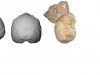 Rekonstrukcja czaszki Apidima 1 sprzed 210 tysięcy lat - cechy Homo sapiens mieszają się z archaicznymi cechami rodzaju Homo. Źródło: Uniwersytet w Tybindze
