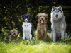 Cztery psy siedzące na trawie