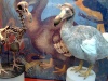 Rekonstrukcja szkieletu dodo oraz model ptaka stworzony na podstawie współczesnych badań – Oxford University Museum of Natural History. Fot. By BazzaDaRambler [CC BY 2.0 (http://creativecommons.org/licenses/by/2.0)], via Wikimedia Commons