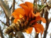 Koralodrzew, Erythrina caffra będzie się teraz nazywać Erythrina affra | fot. JMK, CC BY-SA 3.0 <https://creativecommons.org/licenses/by-sa/3.0>, via Wikimedia Commons