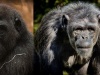 Portrety goryla i szympansa