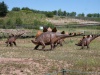 Jedną z najbardziej znanych grup dinozaurów są stegozaury, których rozkwit przypadał prawdopodobnie na środkową i późną jurę. Teleocrater rhadinus żył znacznie wcześniej, ale jest ważnym ogniwem w zrozumieniu, jak archozaury ewoluowały w zwierzęta takie jak stegozaur. Na zdjęciu stegozaury z JuraParku w Krasiejowie. Jedną z najbardziej znanych grup dinozaurów są stegozaury, których rozkwit przypadał prawdopodobnie na środkową i późną jurę. Teleocrater rhadinus żył znacznie wcześniej, ale jest ważnym ogniwem w zrozumieniu, jak archozaury ewoluowały w zwierzęta takie jak stegozaur. Na zdjęciu stegozaury z JuraParku w Krasiejowie.