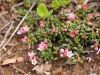 Loiseleuria procumbens – piękny arktyczny element flory Islandii. Fot. Paweł Wąsowicz