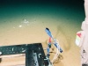 Śmieci znalezione na dnie Rowu Mariańskiego na głębokości 10898 metrów. Źródło: Deep-sea Debris Database