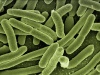 Bakterie E. coli. Źródło: domena publiczna
