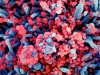 Kolorowa skaningowa mikrografia elektronowa komórki (kolor niebieski) silnie zakażonej wirusem SARS-CoV-2 (kolor czerwony), wyizolowanej z próbki pacjenta | Image credit: NIAID