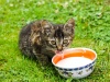 Kot pijący mleko z miski
