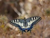 Kolorowy motyl na suchych kwiatach | <a href="https://pl.freepik.com/darmowe-zdjecie/papilio-machaon-z-zywymi-kolorami_13901656.htm#query=motyl&position=1&from_view=search&track=sph">Obraz autorstwa wirestock</a> na Freepik