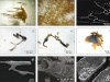 Zdemineralizowane naczynia krwionośne z próbek kopalnych. Źródło: Artykuł pt. „Spectroscopic Studies on Organic Matter from Triassic Reptile Bones, Upper Silesia, Poland”