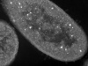 Nanocząstki srebra wewnątrz komórki bakteryjnej. Źródło: http://soundofscience.info/wp-content/uploads/si-zombies.jpg