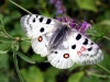 Niepylak apollo | fot. Mirosław Nakonieczny Niepylak apollo | fot. Mirosław Nakonieczny