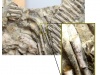 Guzkowate narośle na zachowanym fragmencie jednego z żeber prehistorycznego zwierzęcia morskiego Fot. Sekcja Prasowa UŚ Dwa zdjęcia prezentujące zachowany fragment szkieletu oraz w powiększeniu narośle na jednym z żeber