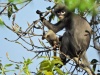 Dorosła samica i młode langura z Puppa (Trachypithecus popa). Photo: Thaung Win. Źródło: https://www.dpz.eu/