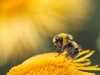 fot. Unsplash Pszczoła na kwiatku