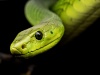 zielony wąż patrzący z bliska w oko kamery