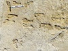 Skamieniałe odciski ludzkich stóp w White Sands | Image credit: NPS Photo / www.nps.gov/whsa/learn/nature/fossilized-footprints.htm