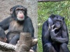 Szympans zwyczajny i bonobo. Foto: By Thomas Lersch - Praca własna, CC BY 2.5, https://commons.wikimedia.org/w/index.php?curid=1001910; CC BY-SA 2.5, https://commons.wikimedia.org/w/index.php?curid=311591