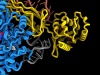 molekularna struktura rybosomu