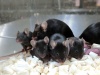 Grupa czarnych myszy - kolejne pokolenie kosmicznych myszy, urodzonych w październiku 2020; źródło - University of Yamanashi/Phys.org