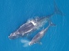 Waleń biskajski. Foto: NOAA
