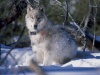 Wilk z parku Yellowstone na zimowym tle