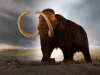Mamut włochaty | fot. Wikipedia (Thomas Quine, Royal Victoria Museum, Victoria, British Columbia, Canada) Mamut włochaty | fot. Wikipedia (Thomas Quine, Royal Victoria Museum, Victoria, British Columbia, Canada)
