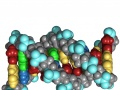 Molekuły DNA. Fot. Yikrazuul [Public domain], via Wikimedia Commons